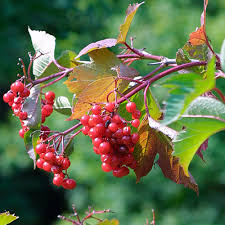 Brilliant foliage and fruit compact american cranberrybush, viburnum trilobum 'alfredo', is a deciduous shrub with bright green foliage. Bailey Compact American Cranberry Bush Finegardening