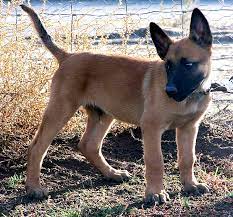 Rauch, schwarzer rauch, animation, schwarz, schwarz und weiß png. Malinois Rassebeschreibung Wesen Haltung Und Pflege