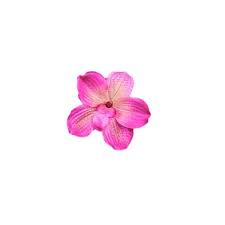 Tumblr Flower Icons Lovers Art Flowers