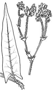 Image result for Persicaria strigosa