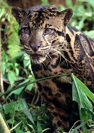 Pin On Wild Cats Of The World Great Small