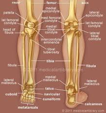Diagramme schnell und einfach erstellen. Pin By Genna Hornsby On Anatomy Medical Anatomy Anatomy Bones Human Anatomy And Physiology