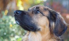 Maybe you would like to learn more about one of these? How To Treat A Scab On A Dog Canna Pet