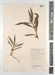 Image result for Coleotrype natalensis