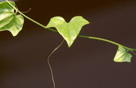 Image result for Cyclantheropsis parviflora