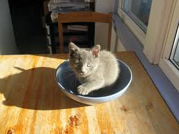 Stop Your Kitten From Jumping And Climbing On Furniture Getting A Kitten Kittens Dried Catnip
