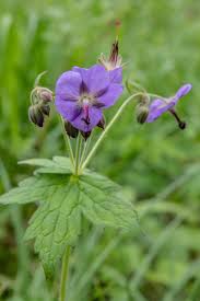 Image result for Geranium mlanjense