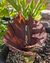 Image result for Euphorbia mossambicensis