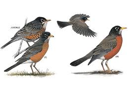 Maybe you would like to learn more about one of these? American Robin American Robin Robin Bird Tattoos Robin Drawing