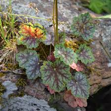 Image result for heuchera americana