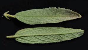 Image result for Hermannia seineri