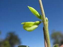 Image result for Macrotyloma maranguense