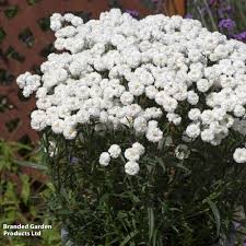 Image result for Aneilema petersii