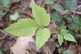 Depending on the season, the leaves may also be yellow, red, or brown. Pictures Of Poison Ivy Oak And Sumac Tec Labs