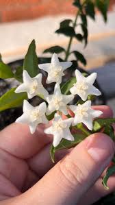 Image result for Mostuea microphylla