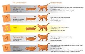 overweight cats obesity in cats prevalence health risks