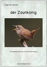 Vogel Des Monats Der Zaunkonig Lehrmittel Heimische Vogelarten Vogel Im Garten