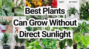 Flowers that grow indoors without sunlight. 11 Indoor Houseplants That Can Grow Without Direct Sunlight Youtube