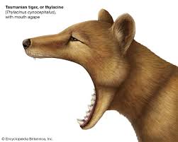 Random 6am thylacine doodle, awyeah! Thylacine Facts Sightings Britannica