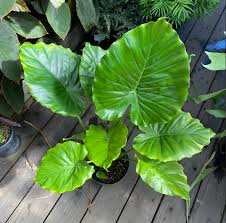 Image result for Alocasia odora