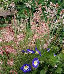 Image result for Melinis nerviglumis