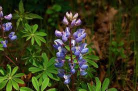 Native Blue Lupine Is Ideal For Wildflower Restoration Lupine Flowers Blue Flowering Plants Growing Hydrangeas