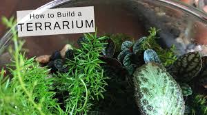 Setting up a terrarium is surprisingly easy. How To Build A Terrarium Houseplant Diy Youtube