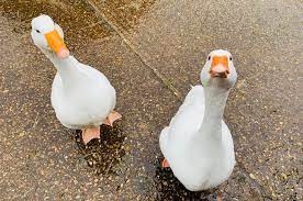 Some people call these female/feminine and male/masculine pronouns, but many avoid these labels because not everyone who a gender neutral or gender inclusive pronoun is a pronoun which does not associate a gender with the individual who is being discussed. Take A Gander At Our Geese