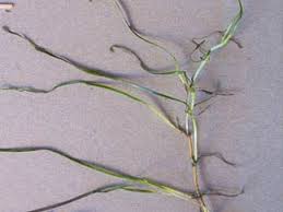 Image result for Zostera capensis
