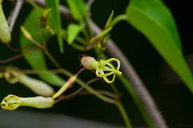 Image result for Riocreuxia