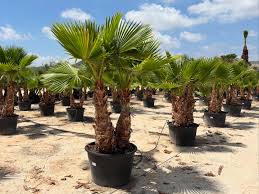 Image result for Washingtonia