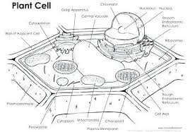 Plant Cell Diagram Unlabeled In 2020 Plant Cell Drawing Plant Cell Animal Cells Worksheet