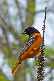 Birds That Look Like Orioles Northern Oriole Backyard Birds Different Birds Pretty Birds