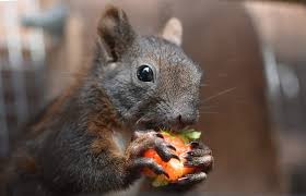 Squirrels object to the scent of cider vinegar, according to the humane society of the united states. How To Get Rid Of Squirrels Humanely Squirrelcontrol Ca