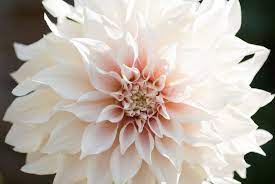 Check spelling or type a new query. 4 Flowers To Hold You Over Until The Next Peony Season