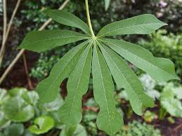 Image result for Manihot grahamii