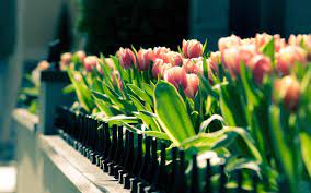 Spring Wallpaper For Desktop Spring Wallpaper High Definition On Wallpaper Hd Wallpaper Bits Spring Desktop Wallpaper Tulips Images Flower Close Up