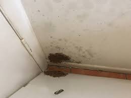 Which brand has the largest assortment of pest control at the home depot? Termite Treatment Costs And Prices In Queensland