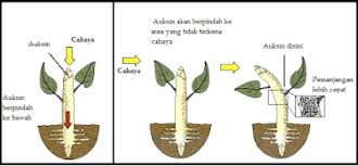Pin Di Hewan Dan Tumbuhan
