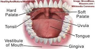 Black And White Spots On Tonsils Swollen Uvula Causes Symptoms And Home Remedies Swollen Uvula Human Mouth Tonsillectomy Recovery