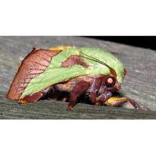 Image result for Putterlickia verrucosa