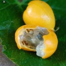 #channel20senterdapat dua jenis tumbuhan yang dikenali dengan nama yang sama iaitu pokok letup letup kelambu dan pokok letup letup bulu. Buah Letup Kumpulan Sukarelawan Inovatif Sukarino Facebook