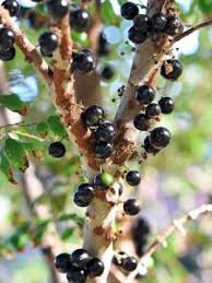 Find the perfect plant today. How To Take Care Of Brazilian Wine To Make Fruit Quickly Lifelines India