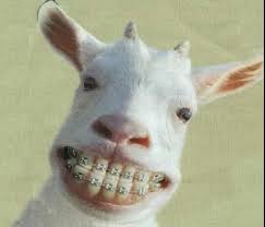 Mr Mrs Brown On Twitter Funny Sheep Goats Funny Funny Goat Pictures