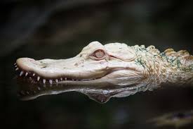Albino Alligator Amphibian Animal Animal Photography Carnivore Close Up Danger Dangerous Head Mouth Nature Predato Albino Animals Albino Alligator