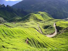 Black, nature, yellow, butterfly, insect, highland, malaysia, cameron, cameron highland wallpaper (photos, pictures). Cameron Highlands Wallpapers Wallpaper Cave