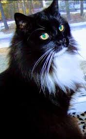 Pin On Black Orange And Tuxedo