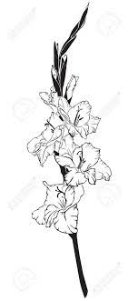 Before planting, make sure the container is big enough to hold a large, thirsty canna with a vigorous root system. Black And White Line Art Image Of A Flower Gladiolus Royalty Free Cliparts Vectors And Stock Illustration Image 15354706