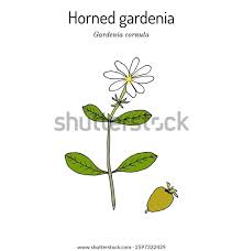 Image result for Gardenia cornuta