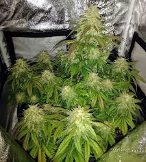 We did not find results for: How Many Plants Will Fit In A 2x2x4 Grow Tent Beginner I Love Growing Marijuana Forum By Robert Bergman